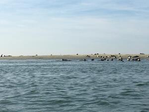 Zeehonden op de zandplaat